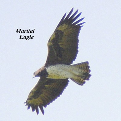 Martial Eagle